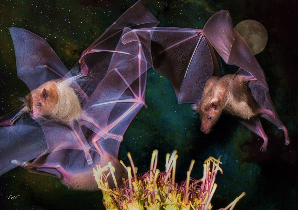 photo montage - bats