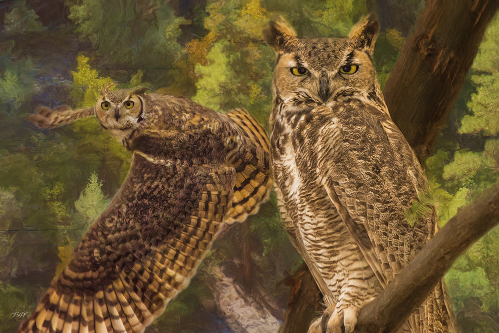 photo montage owl