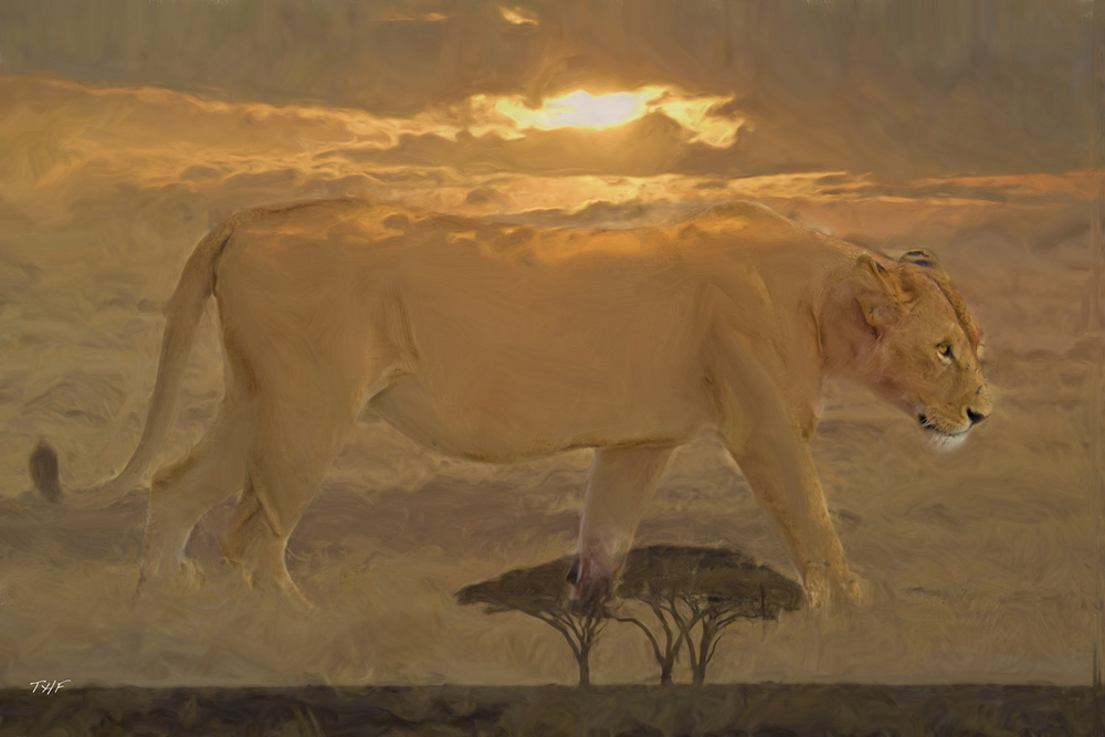 photo montage lion
