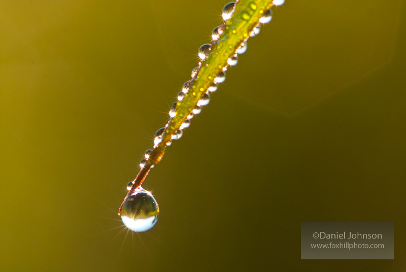 author photo of dew drop with macro lens