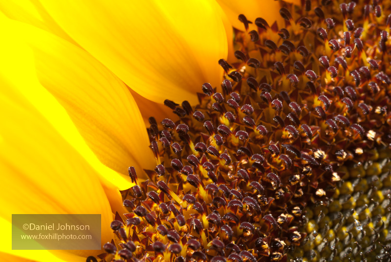 author photo of sunflower with macro lens