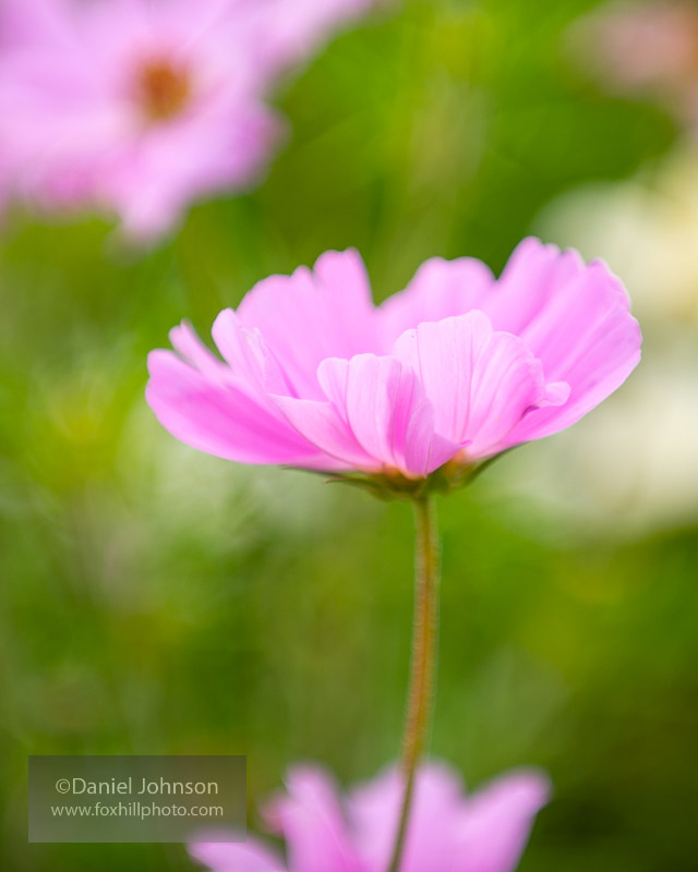 example of cosmos flowers for tips on photographing flowers