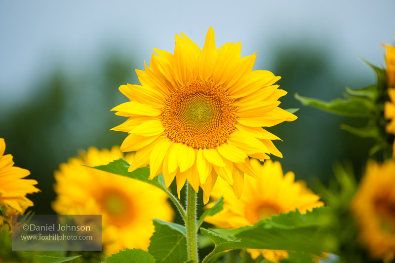 example of sunflowers for tips on photographing flowers